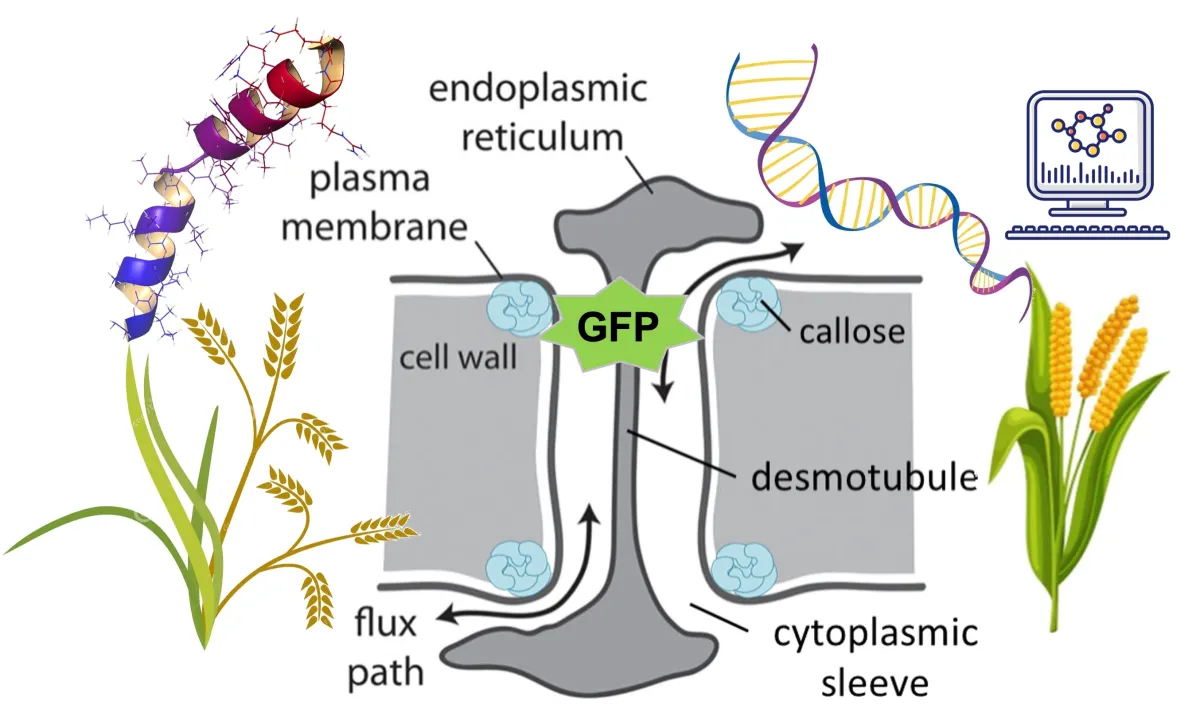 Diagram illustrating plant cell structure with labeled parts including cell wall, plasma membrane, and key molecules, alongside images of DNA, a computer model, and plants like wheat and corn.