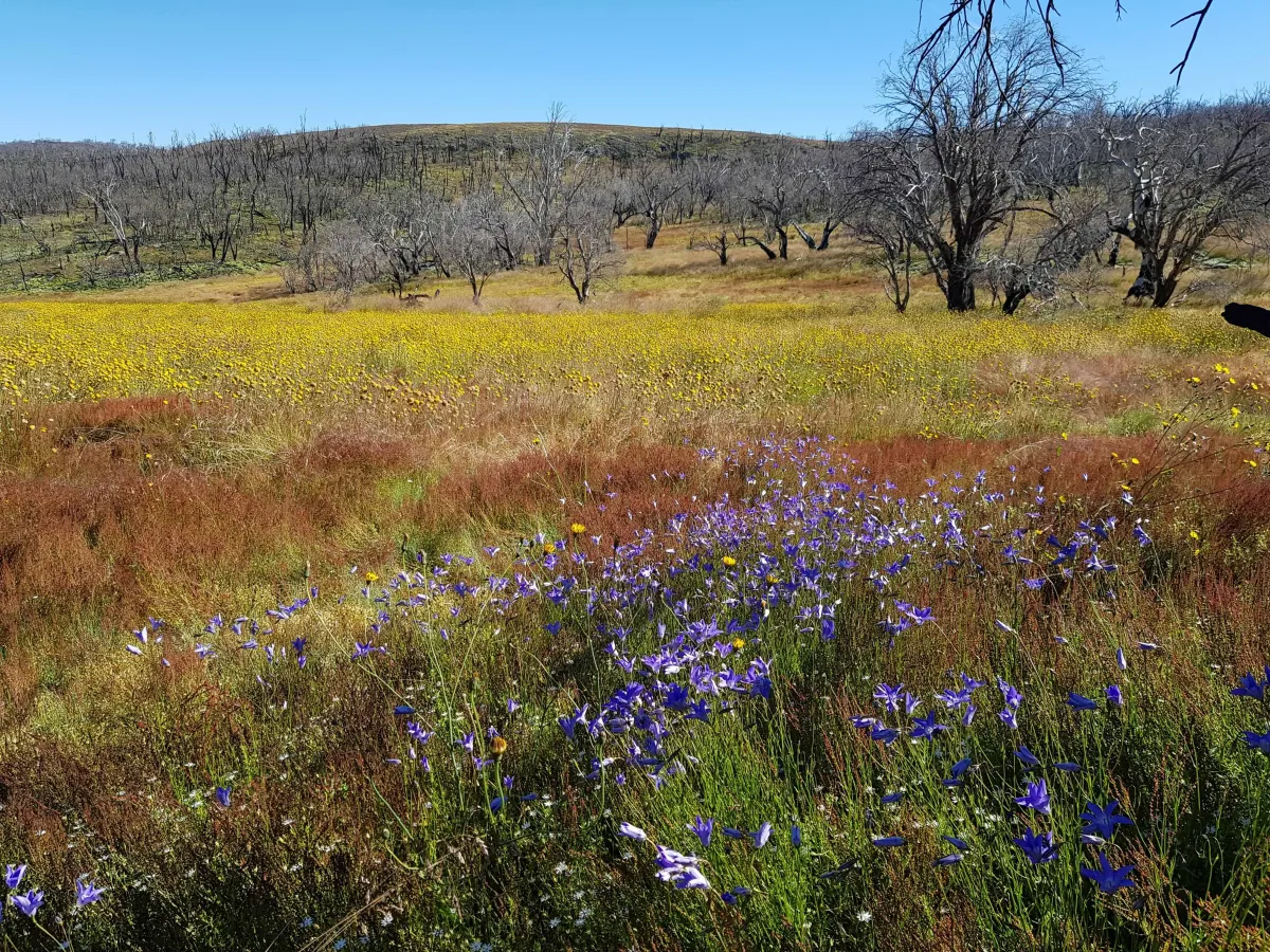 A vivid landscape featuring a field of yellow and purple wildflowers against a backdrop of burnt tree trunks under a clear blue sky.
