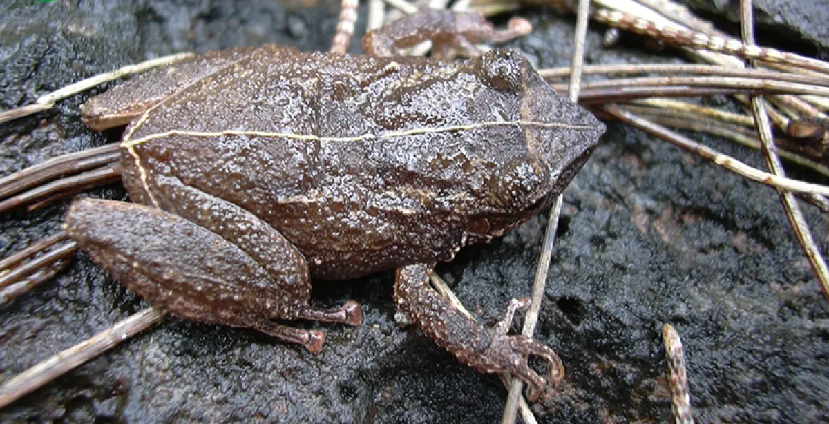 By Forest &amp; Kim Starr, CC BY 3.0 us, https://commons.wikimedia.org/w/index.php?curid=70489623