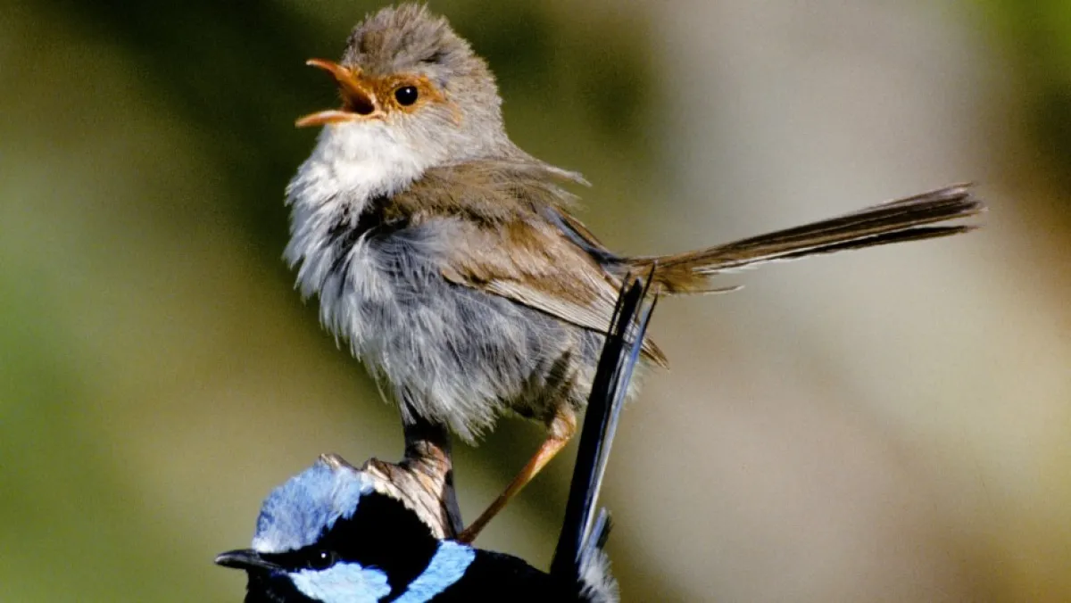 Female Superb fairy wren singing. Image: John Young.