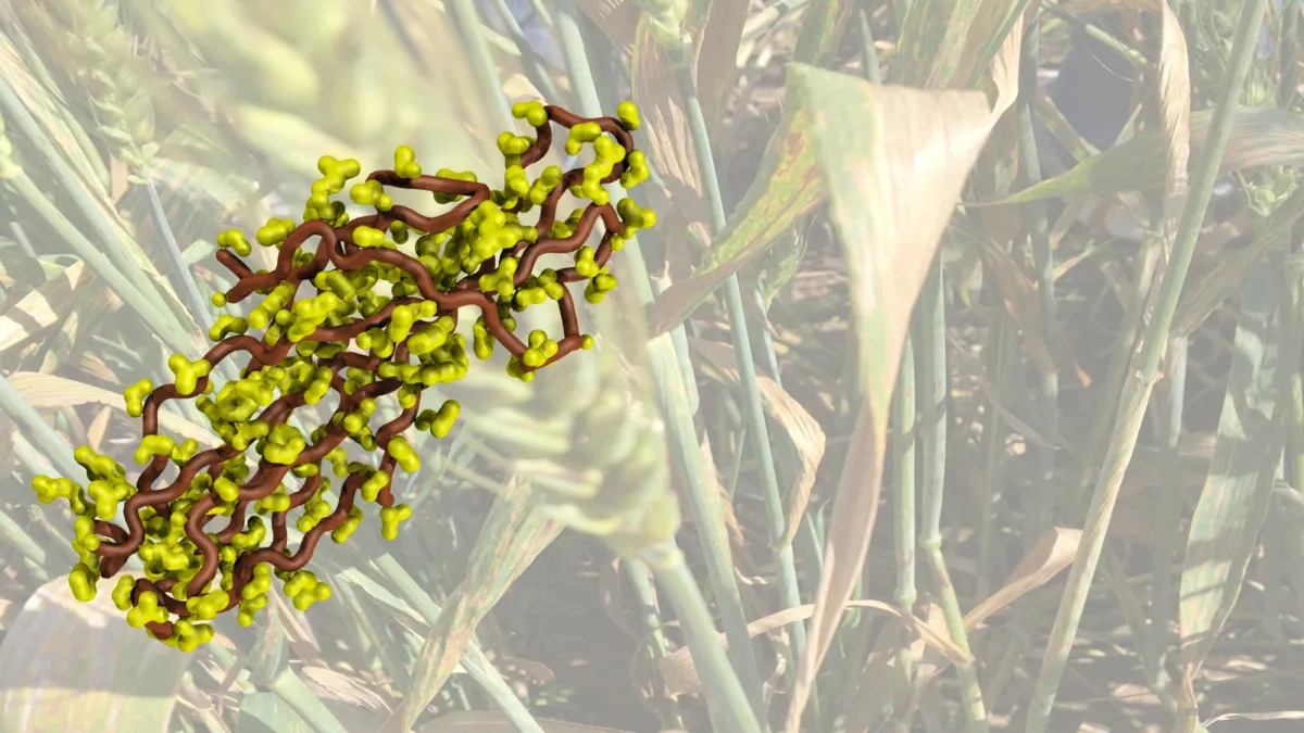 A 3D molecular model superimposed on an image of green cereal plants in a field.