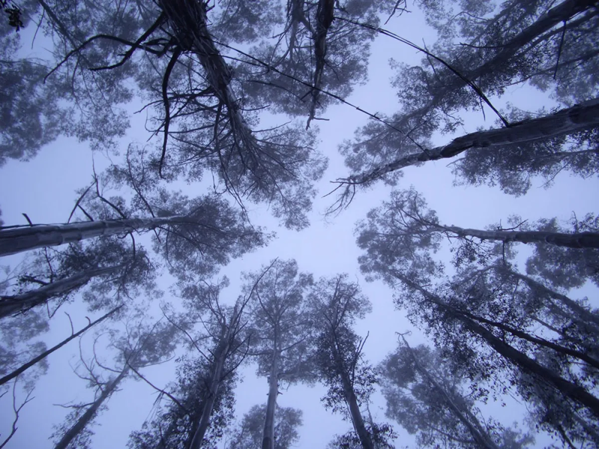 View looking upwards toward the sky through a forest of tall, thin trees shrouded in mist.