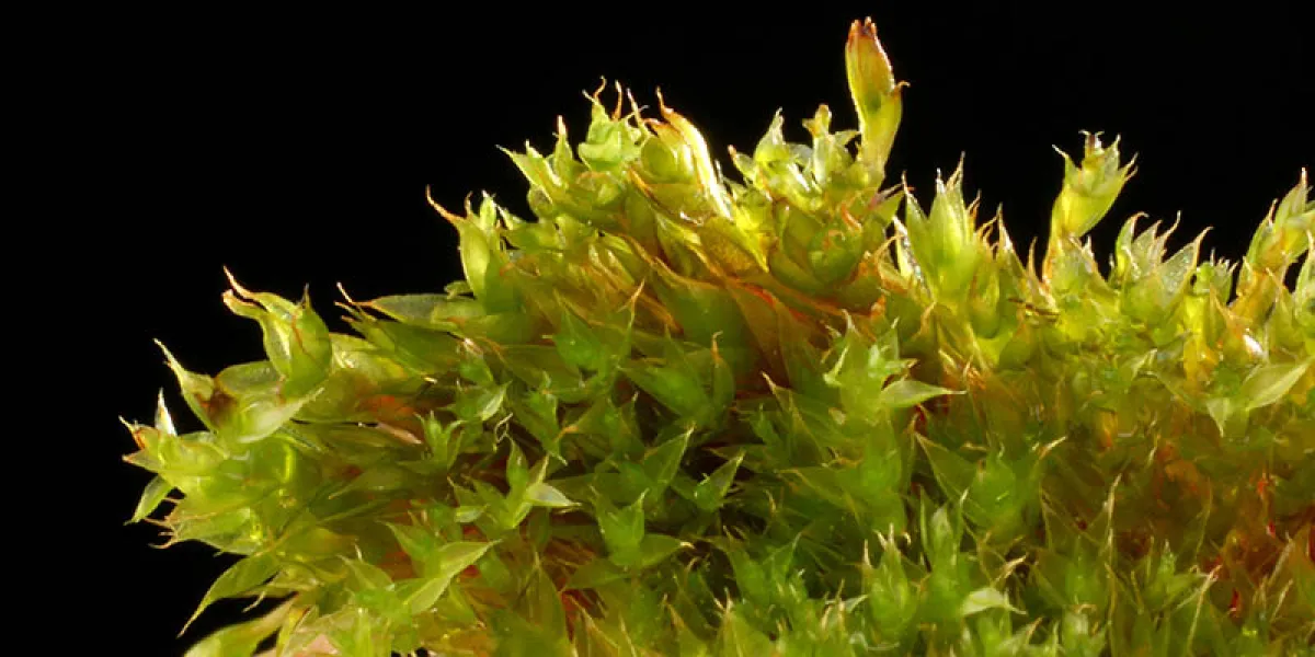 Close-up of vibrant green moss with fine, delicate structures against a dark background.