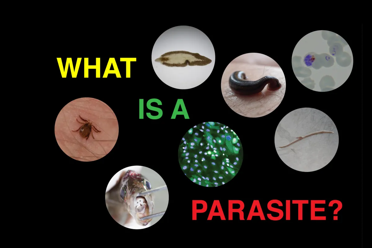 What is a parasite - pics