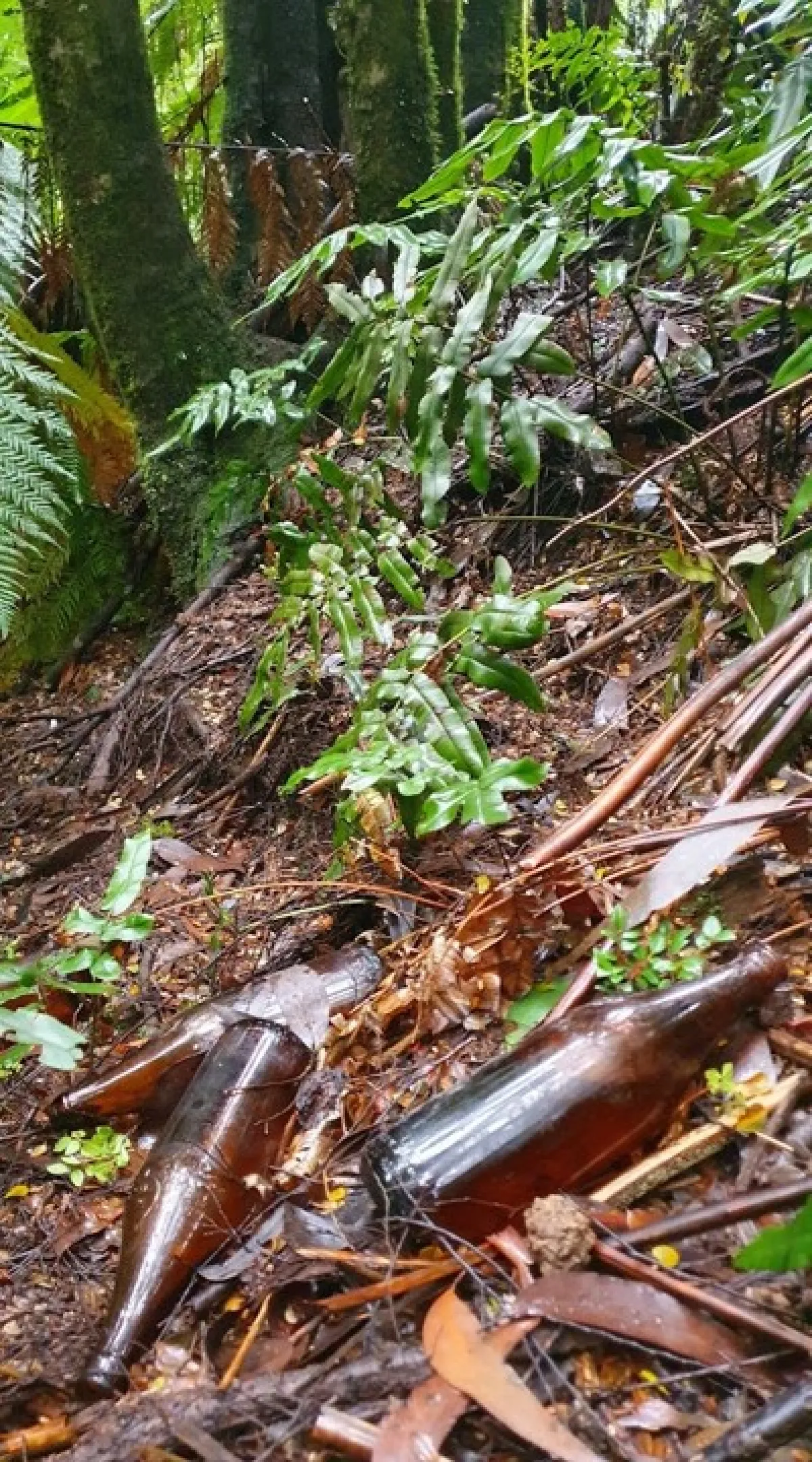 A forest floor strewn with discarded brown glass bottles amid vibrant green foliage and ferns.