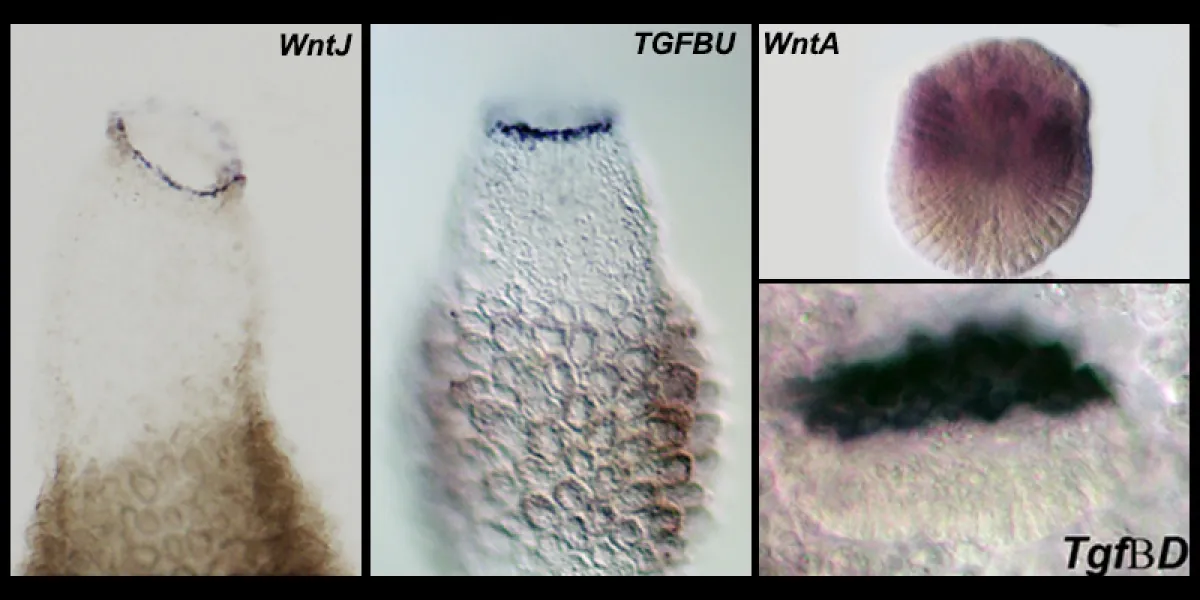 Microscopic images of different biological samples marked with gene names &quot;WntJ,&quot; &quot;TGFBu,&quot; &quot;WntA,&quot; and &quot;TgfBD,&quot; each showing distinct cellular staining patterns.