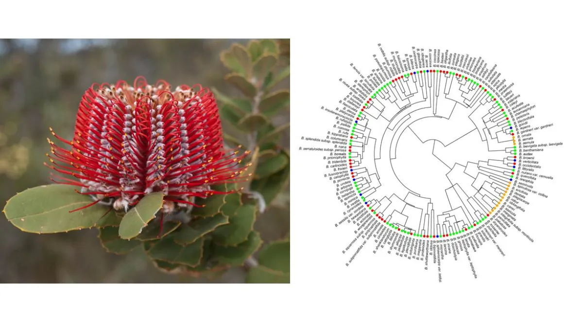 &quot;Left: A vibrant red Banksia flower with spiky blooms and green leaves; Right: A complex circular phylogenetic tree diagram with labels and color-coded points.&quot;