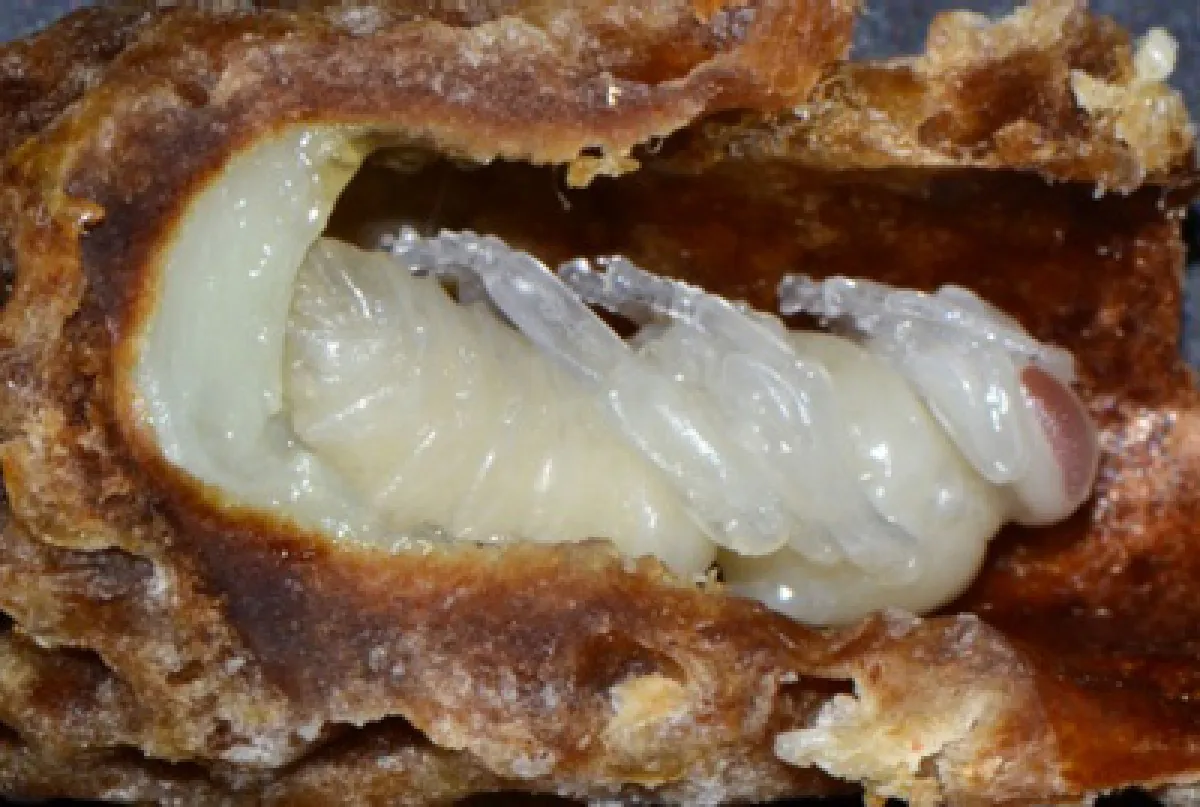 Close-up image of a cut-open pastry revealing its creamy, gooey filling.