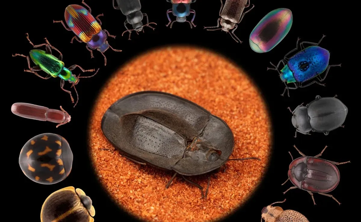 beetles