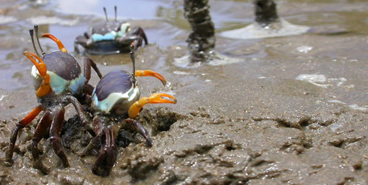 Two colorful fiddler crabs on muddy ground near water.