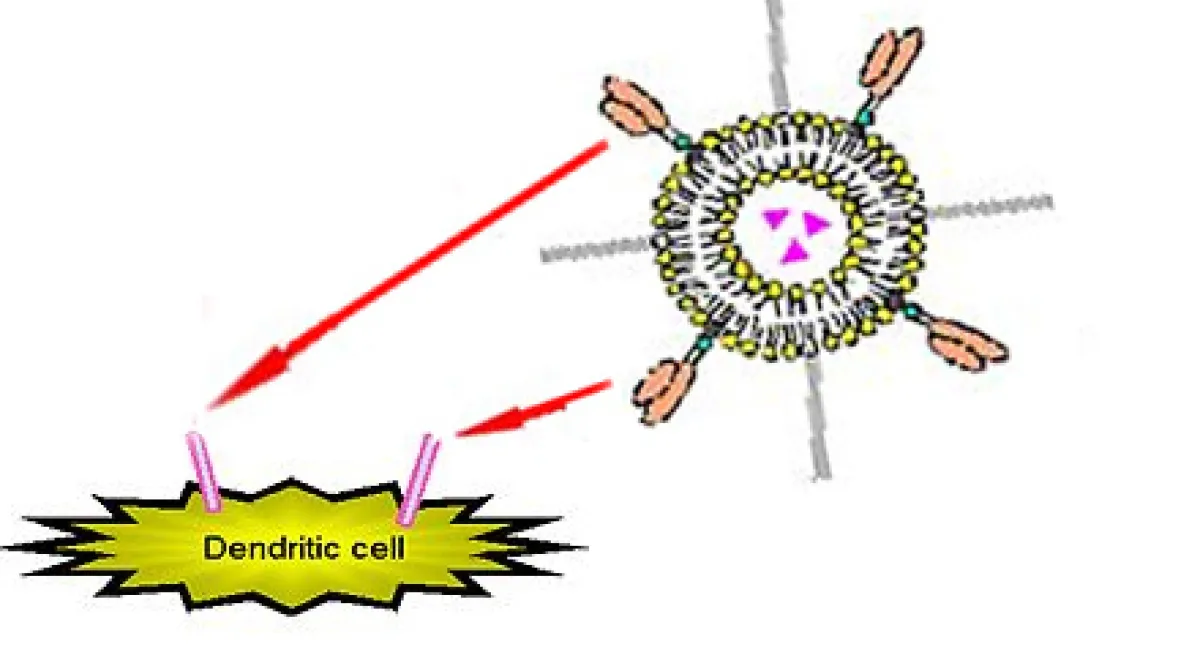 Illustration showing a labeled dendritic cell with arrows pointing to its different parts.