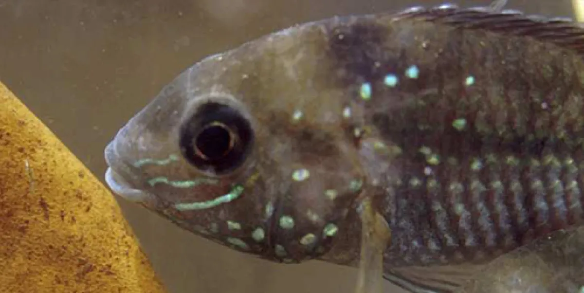 A close-up of a speckled fish with visible light blue spots and stripes in an aquarium.
