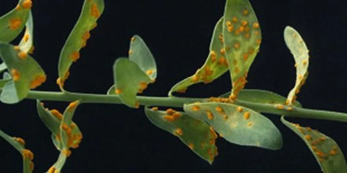 A branch of a plant with green leaves covered in orange spots against a black background.