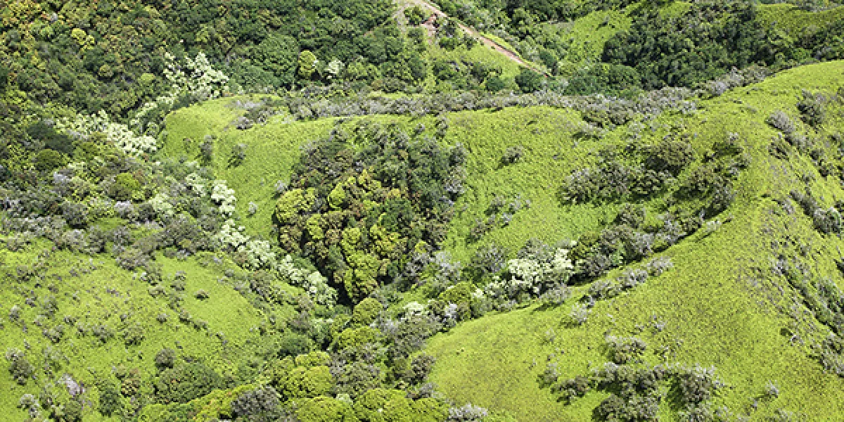 Aerial view of lush, green, rolling hills covered in dense vegetation.