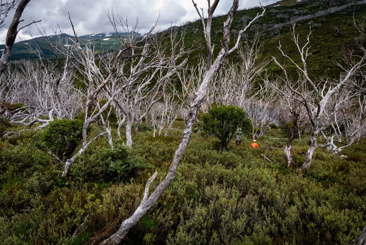 A mountainous landscape with contrasting dead, white trees against lush green shrubbery and a remote orange tent nestled among the vegetation.