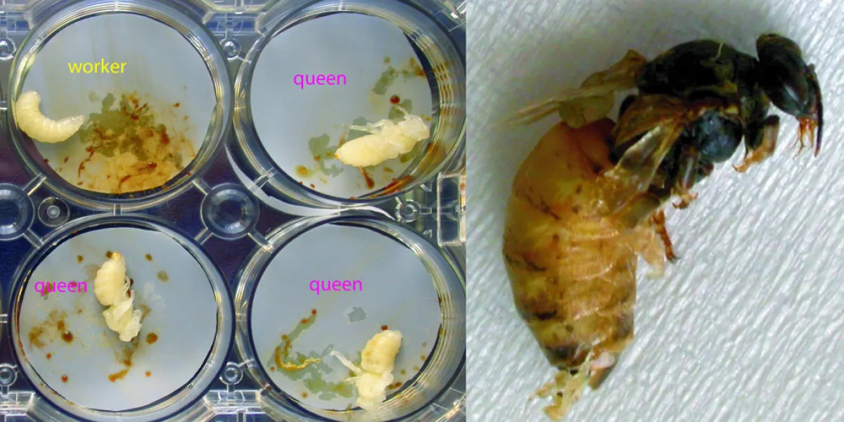 Image showing several Petri dishes containing termite larvae labeled as "worker" and "queen", and a close-up view of a termite queen next to it.