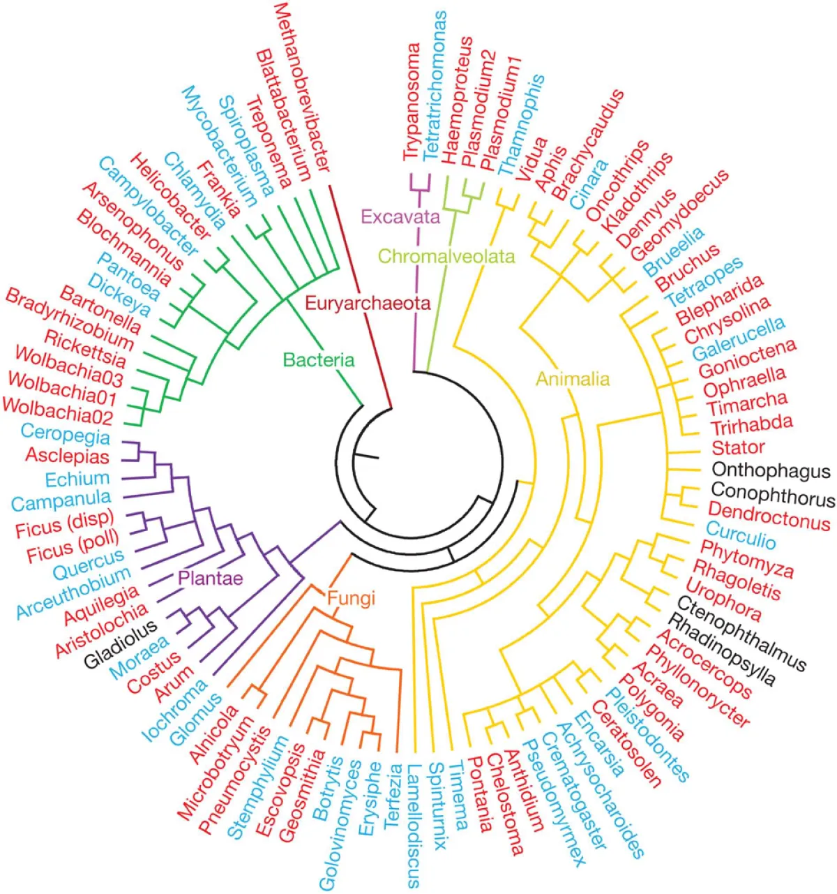 Colorful, circular phylogenetic tree showing the relationships among various biological groups like Animals, Plants, Fungi, Bacteria, and others, each labeled in different colors.