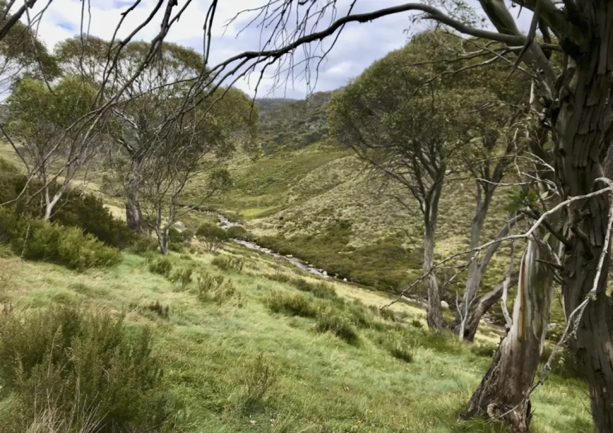 A serene grassy valley with a small stream, framed by leafless trees and rolling hills in the background.