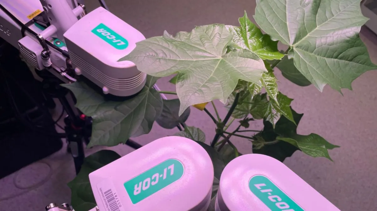 Scientific instruments clipped onto the leaves of a small plant