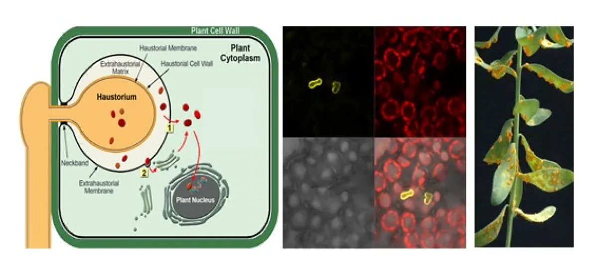 A composite image showing a diagram of a plant cell structure, various microscopic views of cells in red and gray, and a photograph of a plant with yellowed leaves.