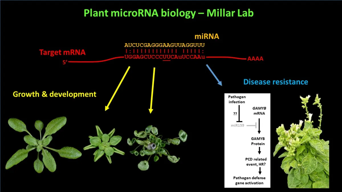 Educational slide showing the role of microRNA in plant growth, development, and disease resistance, with diagrams and images of plants at different growth stages.