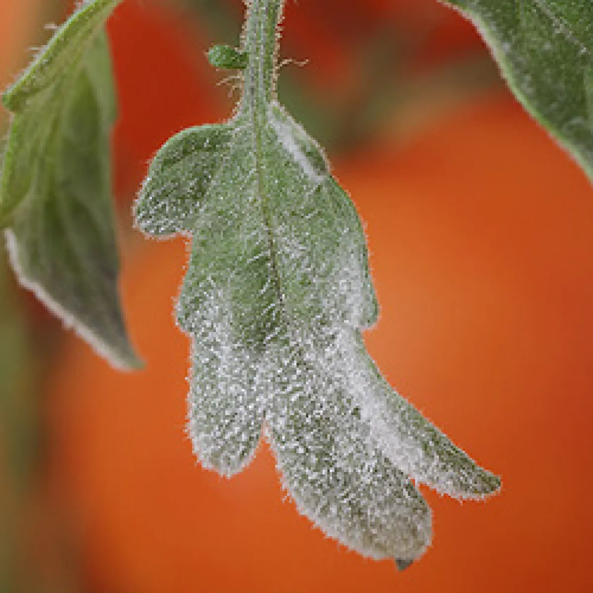 Close-up of a frost-covered leaf against a blurred orange background.