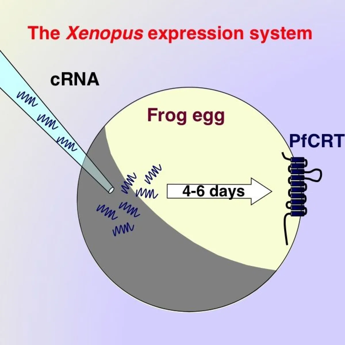 Diagram illustrating the Xenopus expression system showing a cRNA being injected into a frog egg, with a 4-6 day developmental timeline leading to protein expression.