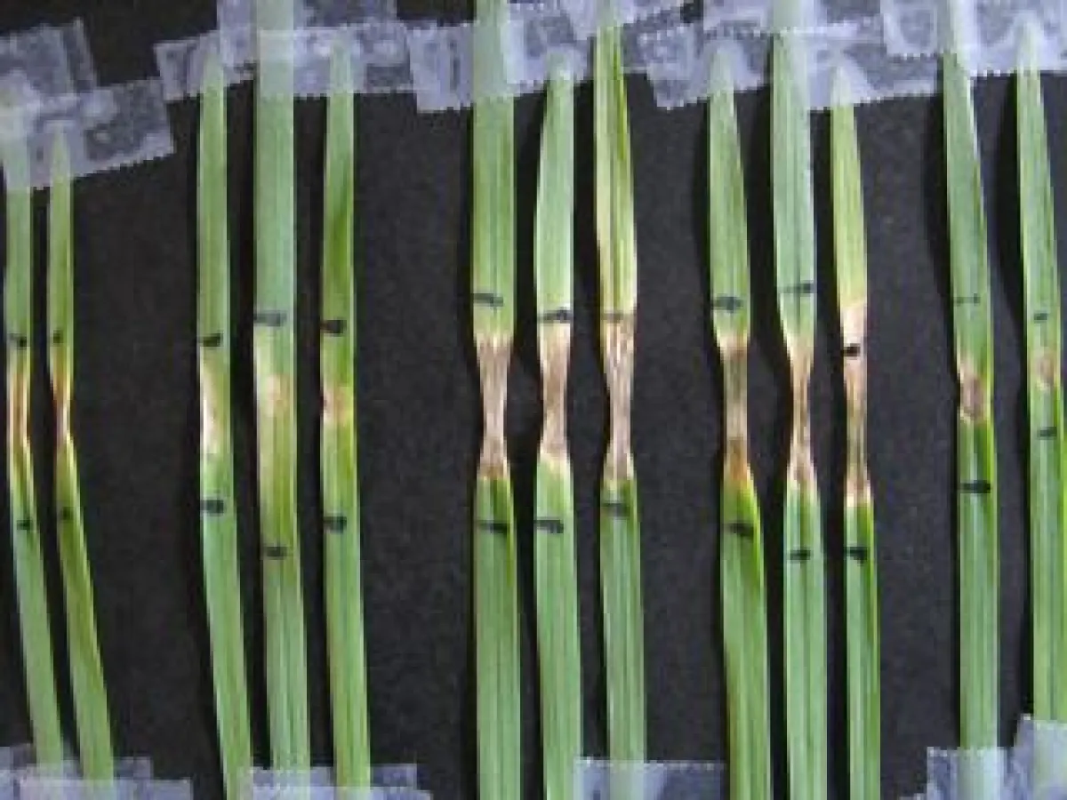 Multiple stems of grass placed side by side with their roots exposed and preserved under a clear protective layer.