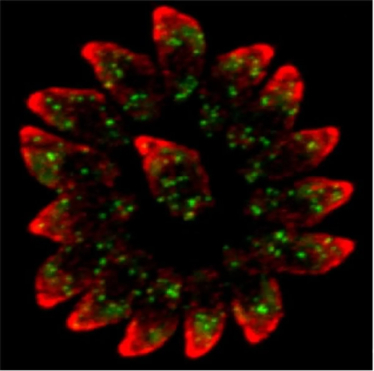 Fluorescent image of a cell cluster with red and green staining patterns.