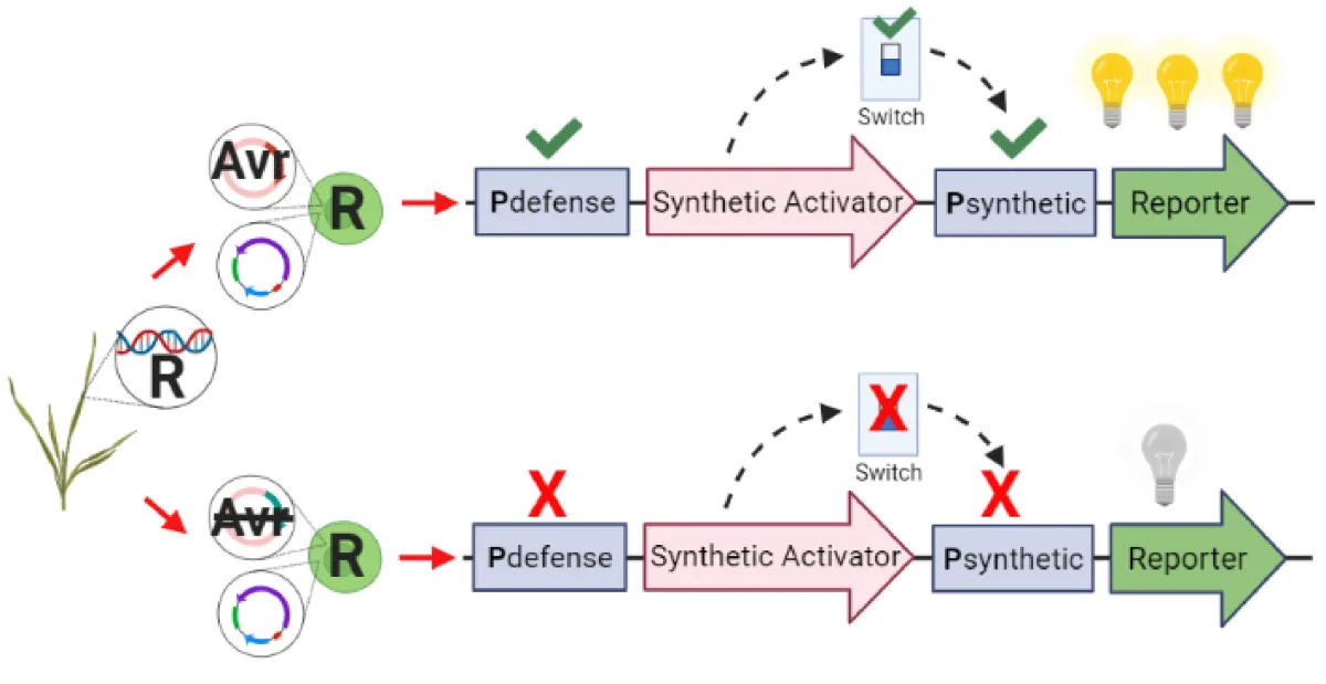 Flowchart depicting two genetic engineering pathways involving activators, switches, and reporters, indicating whether the system is active or inactive based on specific inputs.