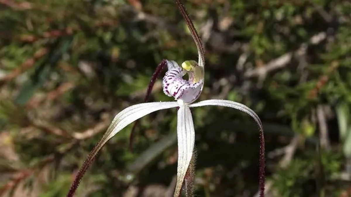Spider Orchid