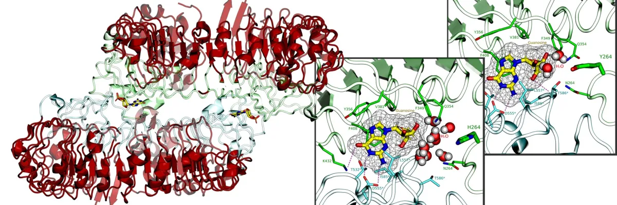 A detailed molecular visualization showing the structure of a protein with various helices and sheets colored in red and green, and a close-up view highlighting specific atomic interactions.