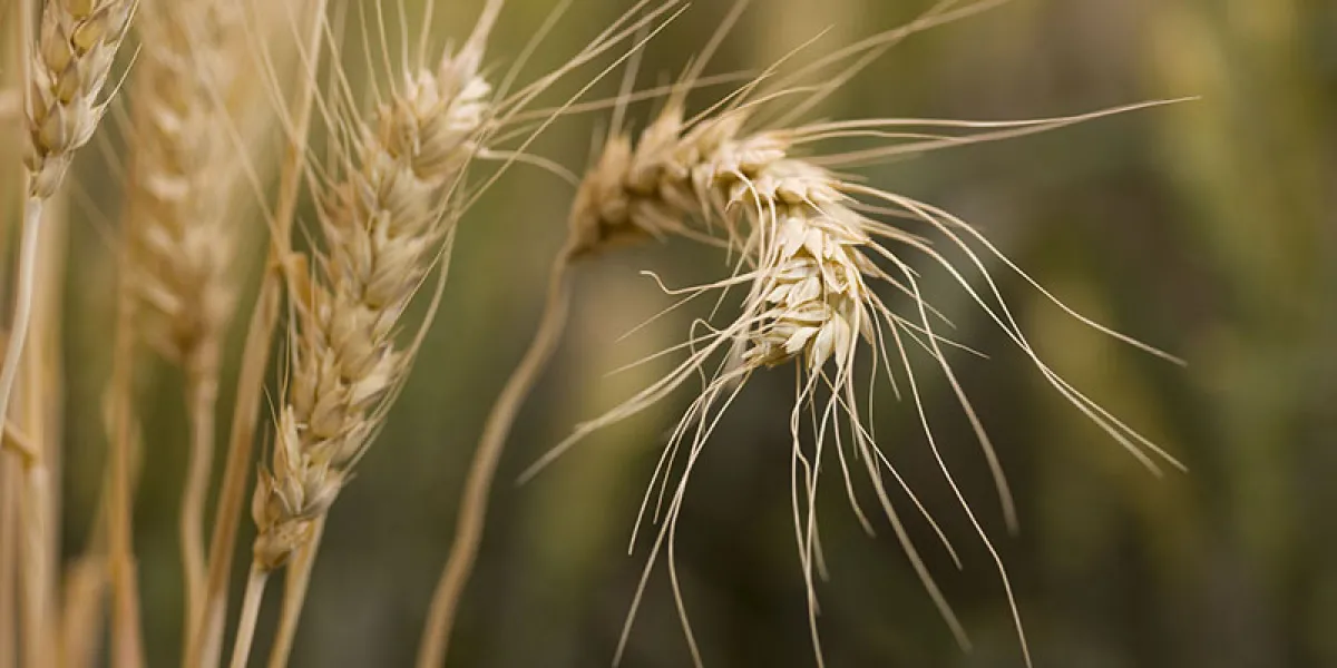 Close-up photograph of ripe wheat stalks in a field.