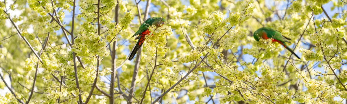 Two parrots enjoying spring