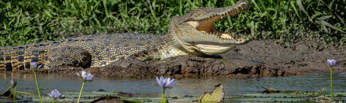 Content crocodile resting on the shoreline