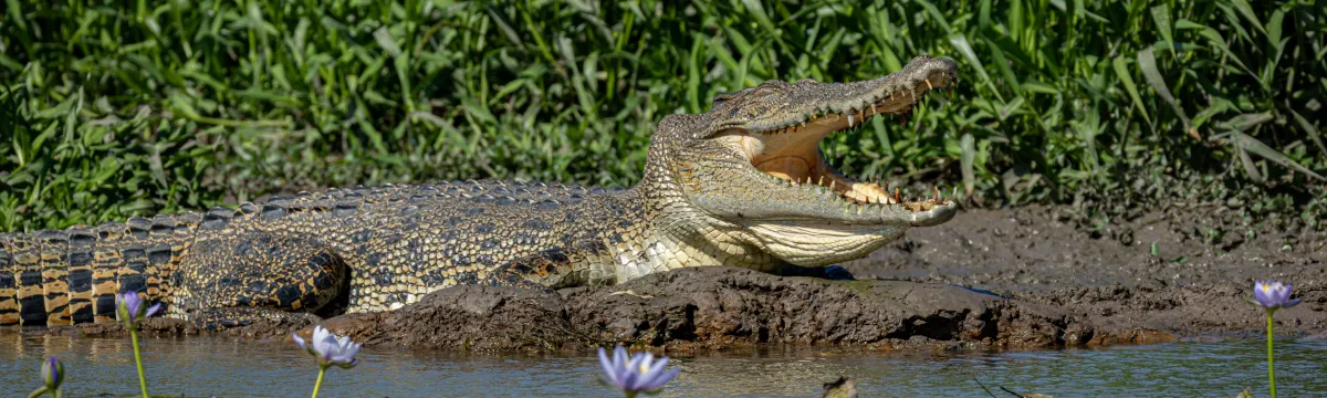 Content crocodile resting on the shoreline