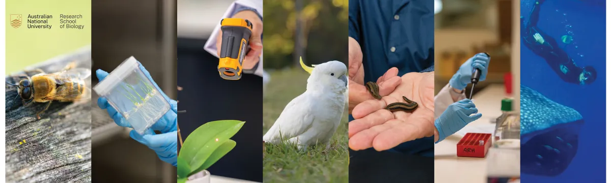 CoSM Media/RSB Newsletter with Logo