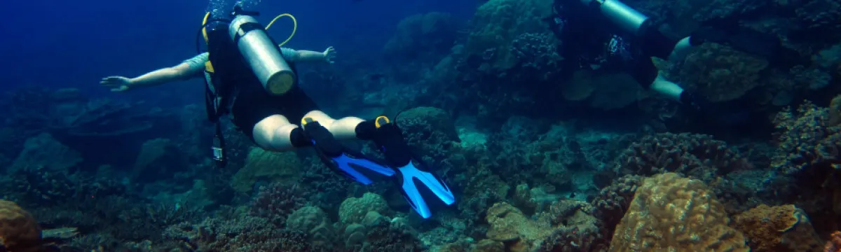 JM Mallela coral FFC 15-11-16 (73)