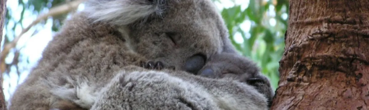 Koala holding a joey in a tree