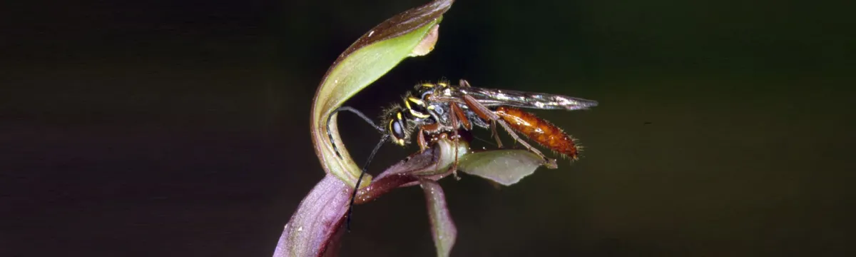 Orchid%20and%20wasp%20pollination3.1_0