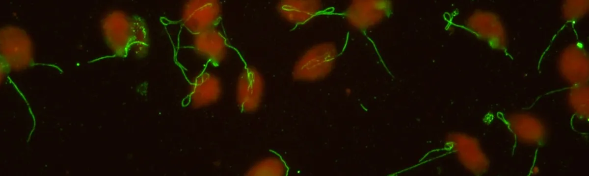 Phytophthora
