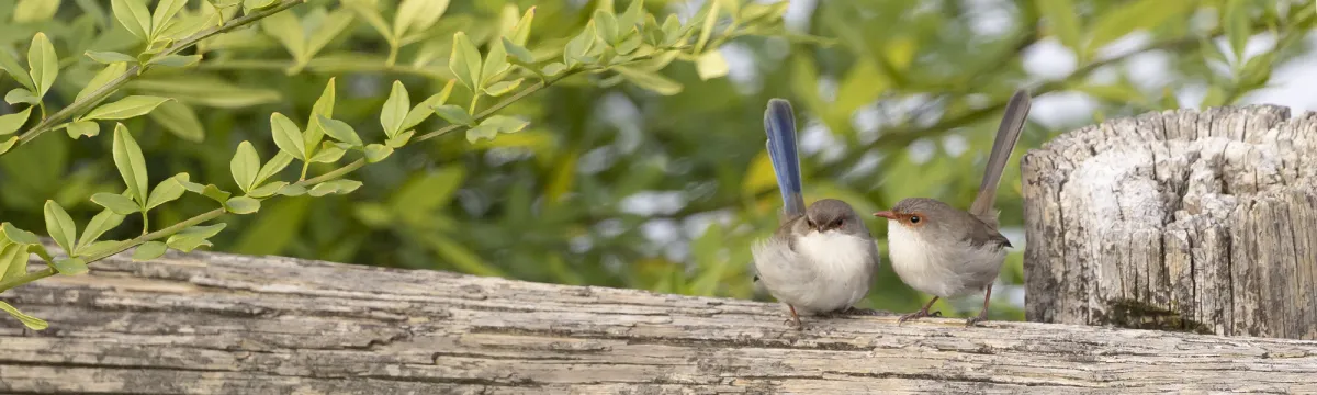 Fairy wren pair