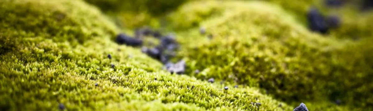 Close-up of vibrant green moss with scattered small stones.