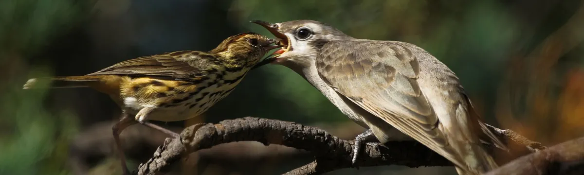 An adult bird feeds a chick perched on a branch in a natural setting.