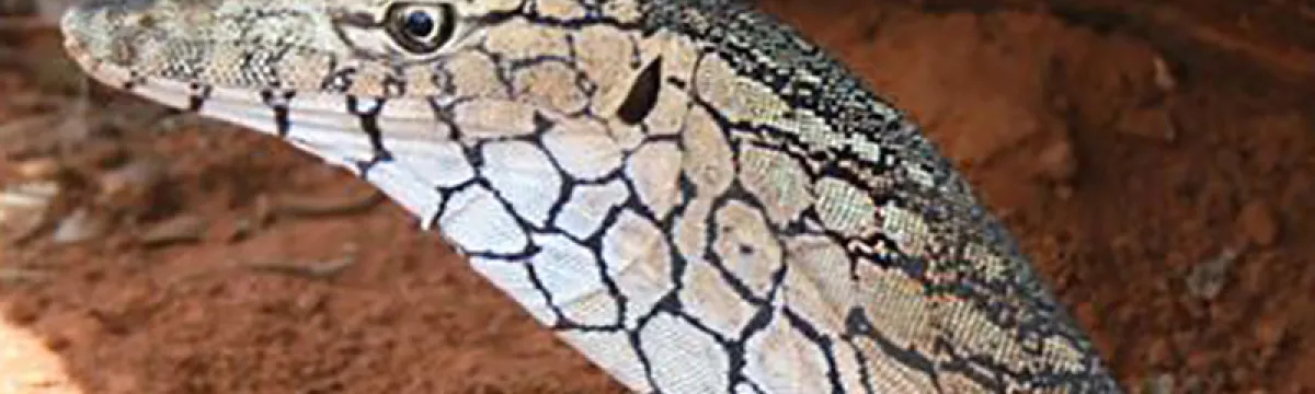 A close-up photo of a lizard with intricate, mosaic-like patterns on its skin.