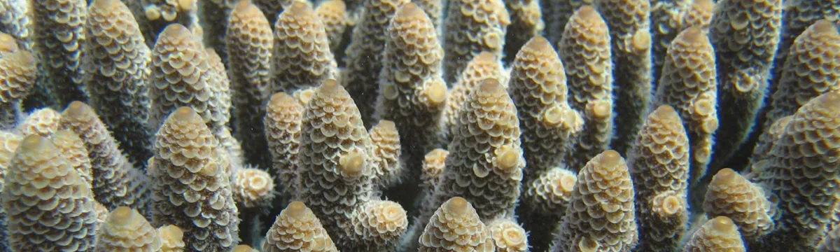 A close-up view of densely packed coral polyps exhibiting intricate, honeycomb-like textures underwater.