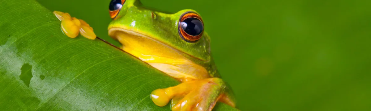 A bright green frog with large black eyes sitting on a leaf.