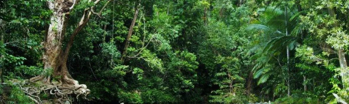 A serene tropical rainforest scene with a calm river, lush greenery, and a large twisted tree on the left bank.
