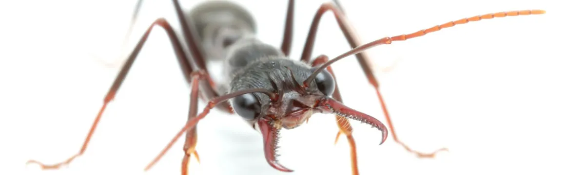 Close-up image of an ant facing the camera, isolated on a white background.