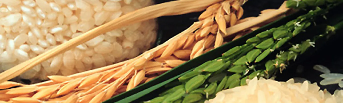 Different forms of rice and rice plants displayed, including grains, husk, and stalks.